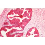 Immunohistochemistry - Anti-Peroxiredoxin 6 Antibody (A85193) - Antibodies.com