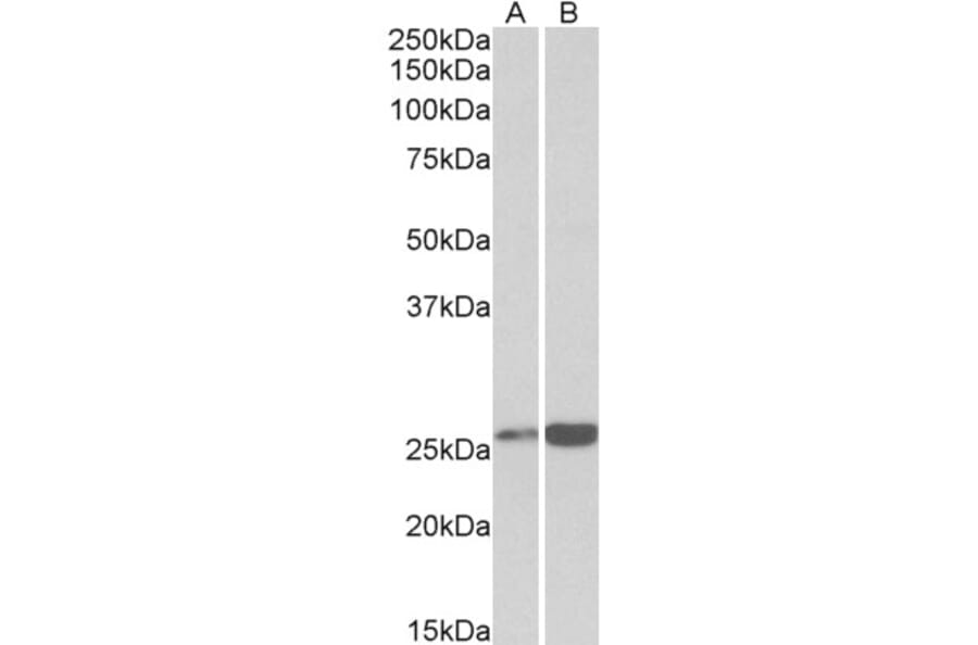 Western Blot - Anti-Peroxiredoxin 6 Antibody (A85194) - Antibodies.com