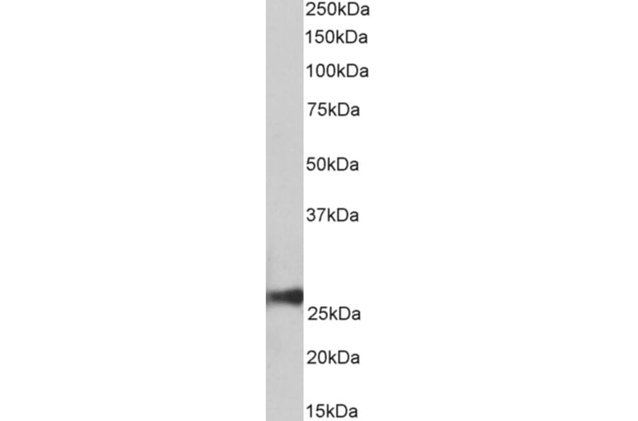 Western Blot - Anti-Peroxiredoxin 6 Antibody (A85194) - Antibodies.com