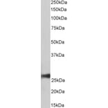 Western Blot - Anti-Peroxiredoxin 6 Antibody (A85194) - Antibodies.com