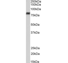 Western Blot - Anti-DDX41 Antibody (A85195)