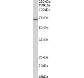 Western Blot - Anti-TRIF Antibody (A85196) - Antibodies.com