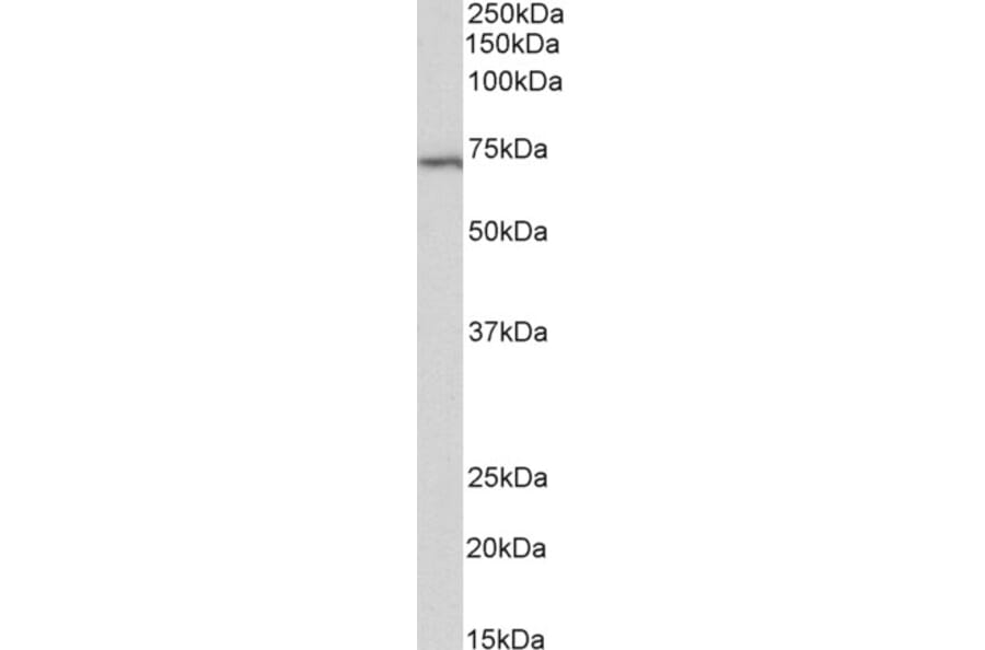 Western Blot - Anti-TRIF Antibody (A85196) - Antibodies.com