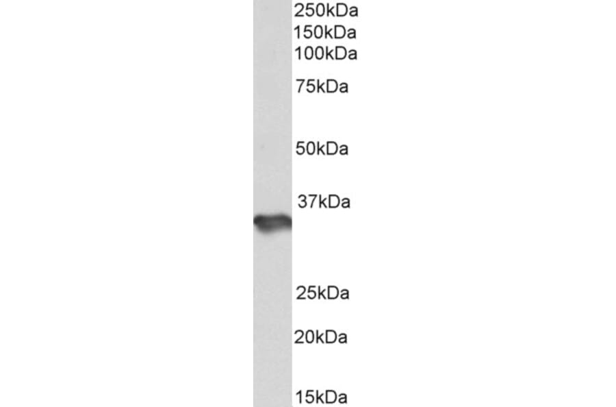 Western Blot - Anti-HS3ST1 Antibody (A85197) - Antibodies.com