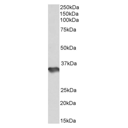 Western Blot - Anti-HS3ST1 Antibody (A85197) - Antibodies.com