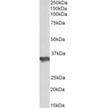 Western Blot - Anti-HS3ST1 Antibody (A85197) - Antibodies.com