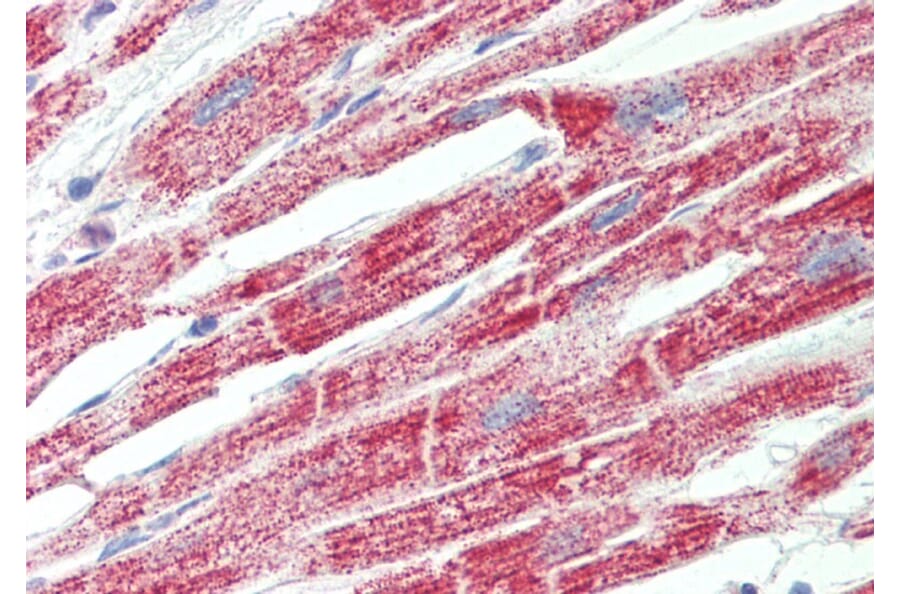Immunohistochemistry - Anti-ATP5F1 Antibody (A85201) - Antibodies.com