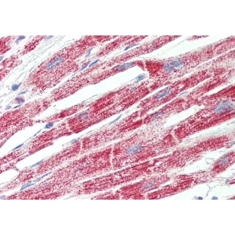 Immunohistochemistry - Anti-ATP5F1 Antibody (A85201) - Antibodies.com