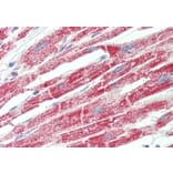 Immunohistochemistry - Anti-ATP5F1 Antibody (A85201) - Antibodies.com
