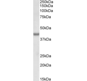 Western Blot - Anti-Bmi1 Antibody (A85202) - Antibodies.com