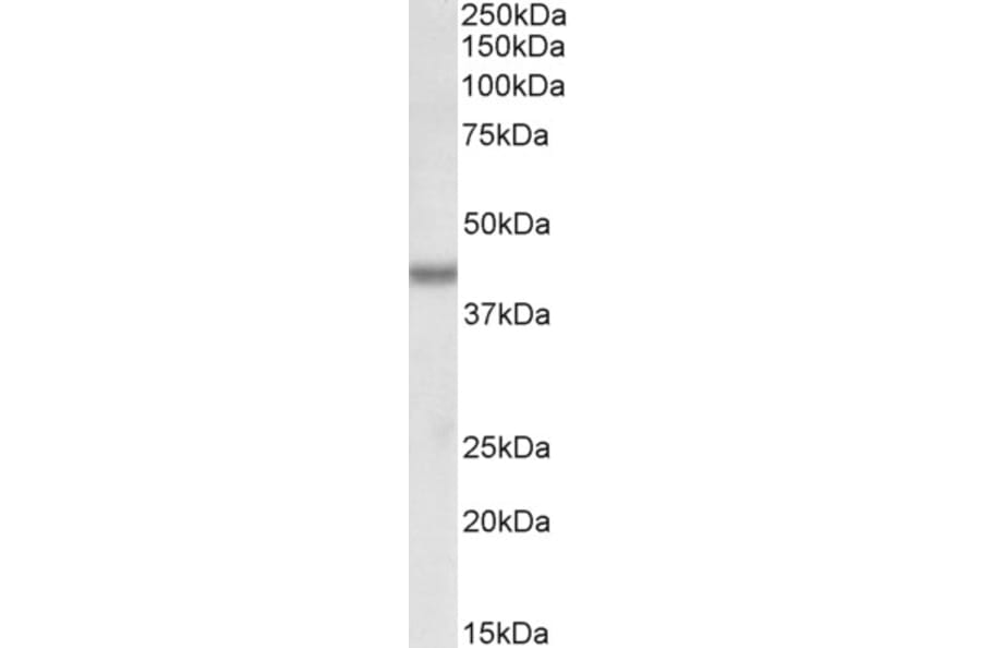 Western Blot - Anti-Bmi1 Antibody (A85202) - Antibodies.com
