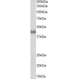 Western Blot - Anti-Bmi1 Antibody (A85202) - Antibodies.com