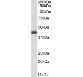 Western Blot - Anti-Bmi1 Antibody (A85203) - Antibodies.com