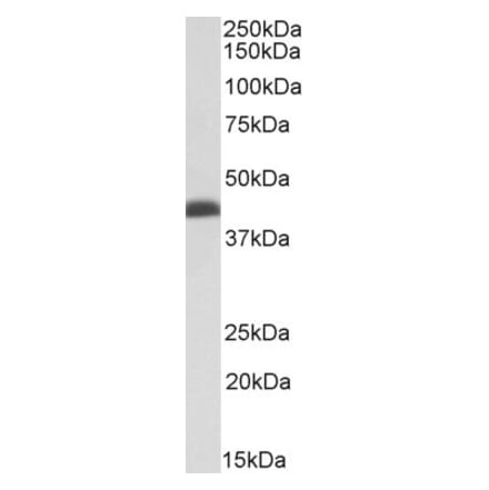 Western Blot - Anti-Bmi1 Antibody (A85203) - Antibodies.com