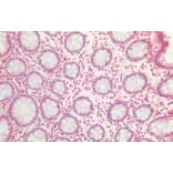 Immunohistochemistry - Anti-Bmi1 Antibody (A85203) - Antibodies.com