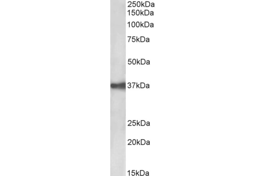 Western Blot - Anti-EpCAM Antibody (A85204) - Antibodies.com