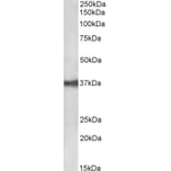 Western Blot - Anti-EpCAM Antibody (A85204) - Antibodies.com