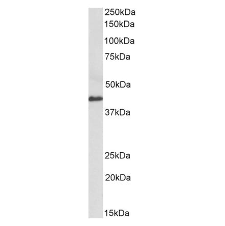 Western Blot - Anti-CX3CL1 Antibody (A85205) - Antibodies.com