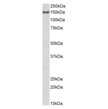 Western Blot - Anti-CD13 Antibody (A85207) - Antibodies.com