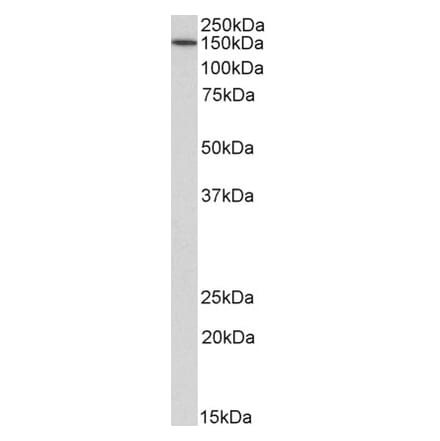 Western Blot - Anti-CD13 Antibody (A85208) - Antibodies.com