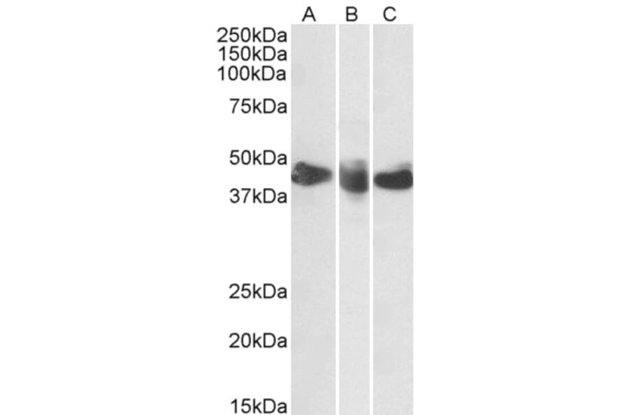 Western Blot - Anti-CD27 Antibody (A85209) - Antibodies.com