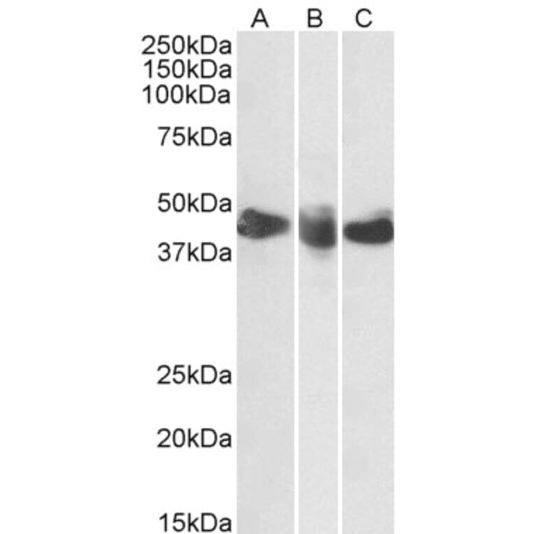 Western Blot - Anti-CD27 Antibody (A85209) - Antibodies.com