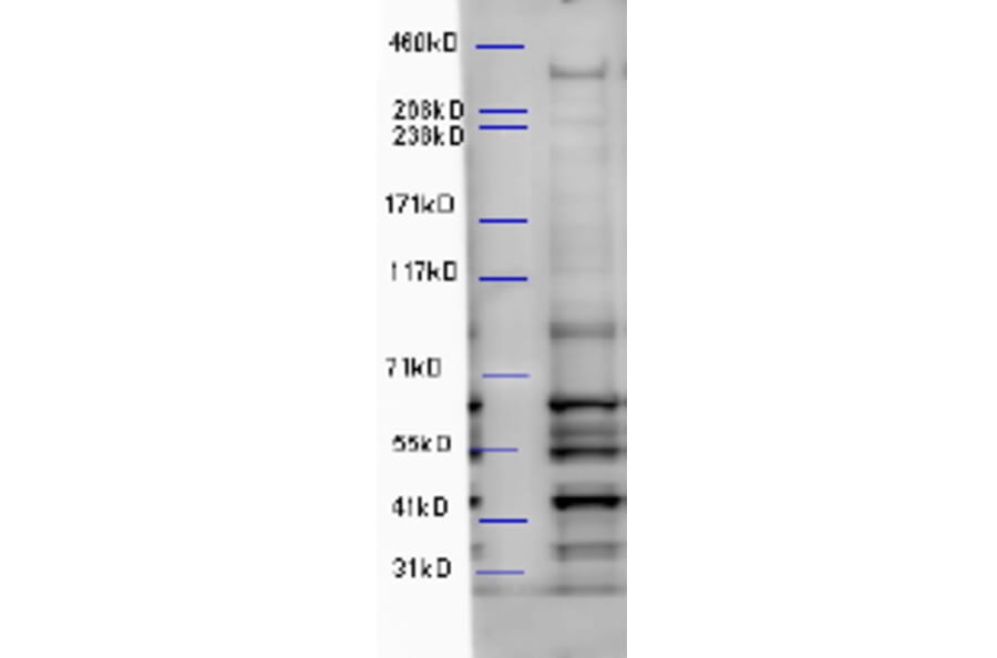 Western Blot - Anti-WDFY3 Antibody (A85210) - Antibodies.com