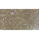 Immunohistochemistry - Anti-Fc epsilon RI/FCER1A Antibody (A85211) - Antibodies.com