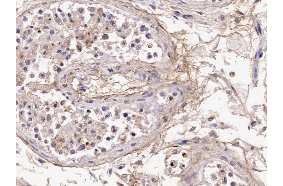 Immunohistochemistry - Anti-Acrosin Antibody (A85217) - Antibodies.com