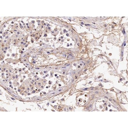 Immunohistochemistry - Anti-Acrosin Antibody (A85217) - Antibodies.com