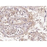 Immunohistochemistry - Anti-Acrosin Antibody (A85217) - Antibodies.com