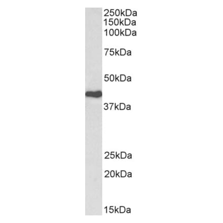 Western Blot - Anti-Cdk7 Antibody (A85222) - Antibodies.com
