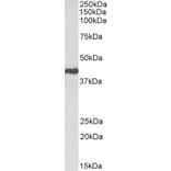 Western Blot - Anti-Cdk7 Antibody (A85222) - Antibodies.com
