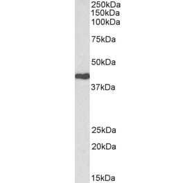 Western Blot - Anti-CDK7 Antibody (A85222) - Antibodies.com
