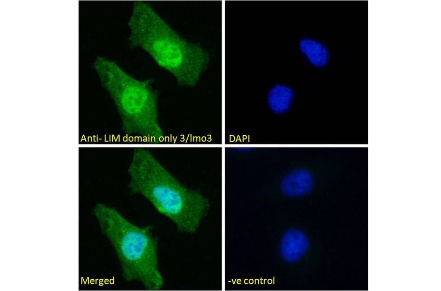 Immunofluorescence - Anti-LIM Domain Only 3 Antibody (A85227) - Antibodies.com