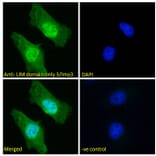 Immunofluorescence - Anti-LIM Domain Only 3 Antibody (A85227) - Antibodies.com