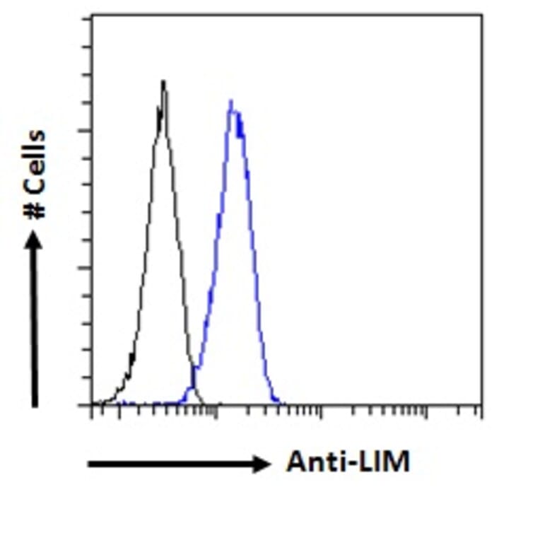 Flow Cytometry - Anti-LIM Domain Only 3 Antibody (A85227) - Antibodies.com