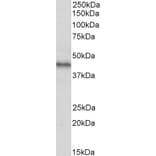 Western Blot - Anti-GPCR RDC1/CXCR-7 Antibody (A85228) - Antibodies.com