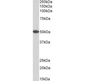 Western Blot - Anti-GPR39 Antibody (A85230) - Antibodies.com