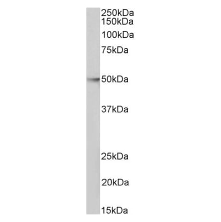 Western Blot - Anti-HDAC3 Antibody (A85231) - Antibodies.com