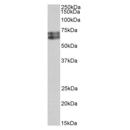 Western Blot - Anti-Histidine Decarboxylase Antibody (A85232) - Antibodies.com