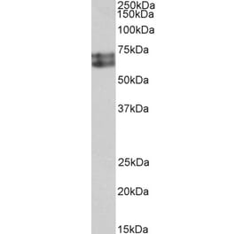 Western Blot - Anti-HDC Antibody (A85232) - Antibodies.com