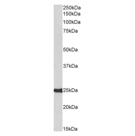 Western Blot - Anti-HRP-3 Antibody (A85233) - Antibodies.com