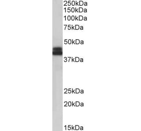 Western Blot - Anti-HLA B Antibody (A85234) - Antibodies.com