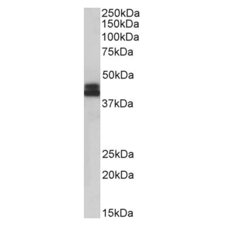 Western Blot - Anti-HLA B Antibody (A85234) - Antibodies.com