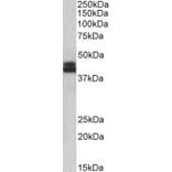 Western Blot - Anti-HLA B Antibody (A85234) - Antibodies.com