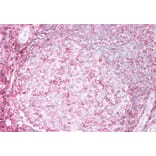 Immunohistochemistry - Anti-HLA B Antibody (A85234) - Antibodies.com