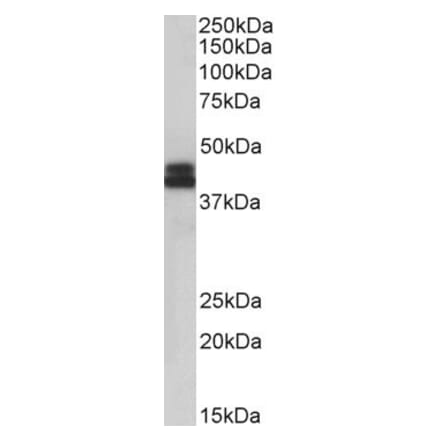 Western Blot - Anti-HLA-B Antibody (A85234) - Antibodies.com