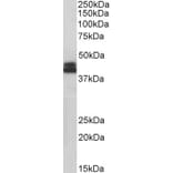 Western Blot - Anti-HLA B Antibody (A85235) - Antibodies.com