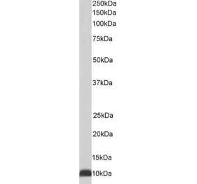 Western Blot - Anti-EPF Antibody (A85237) - Antibodies.com